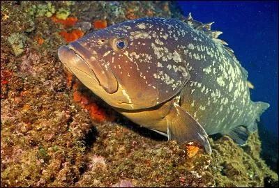 Quel est le cri du mérou ?