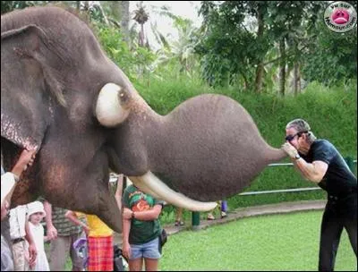 Un éléphant se promène dans un camp de nudiste. Après avoir regardé un homme de haut en bas, que lui dit-il ?