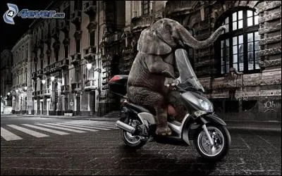 Quelle différence y a-t-il entre un éléphant d'Inde et un éléphant d'Afrique ?