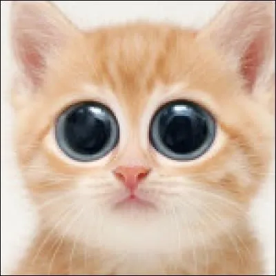 On craque plus quand un chat fait ça que quand un chaton le fait ?