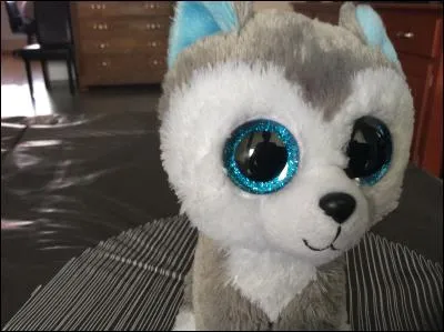 Ce chien gris s'appelle :