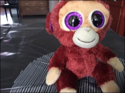 Allons dans la jungle.....oooh, un singe 
Comment s'appelle-t-il ?