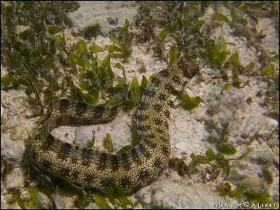 Quel est le nom de cet animal marin ?