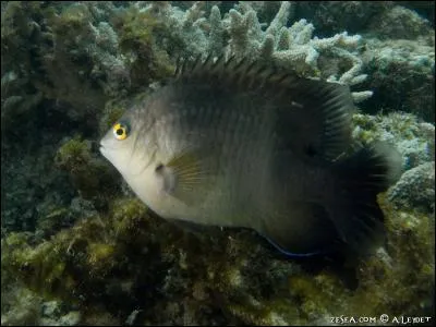 Quel est le nom de cet animal marin ?