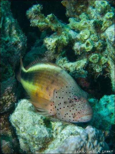 Quel est le nom de cet animal marin ?