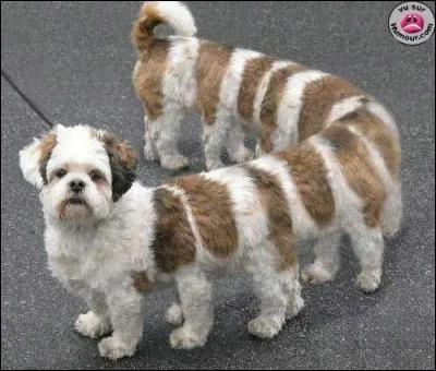 Comment appelle-t-on un chien qui n'a pas de pattes ?