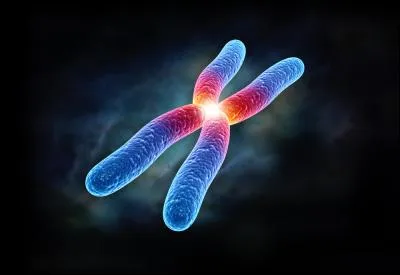 Quelle anomalie chromosomique provoque la trisomie 21 ?