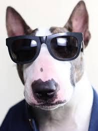Quiz Chiens