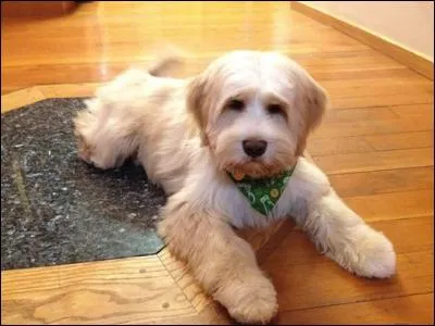 Comment s'appelle le chien de Johnny ?