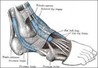 Quelle spécialité médicale consiste à s'occuper des pieds ?