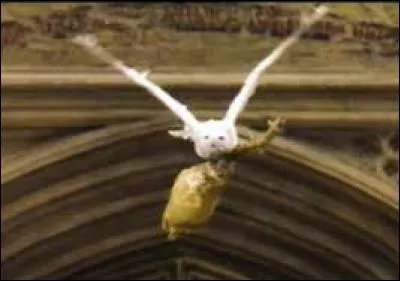 Quel est le modèle du balai de Harry ?