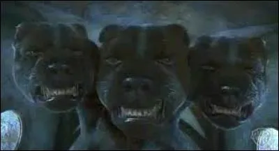 Comment peut-on endormir Touffu, le chien à trois têtes de Hagrid ?