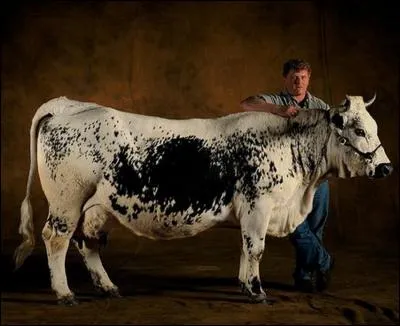 Chaque année depuis 1990, les éleveurs et leurs bêtes retrouvent ce célèbre reporter-photographe au Salon de l'Agriculture de Paris...