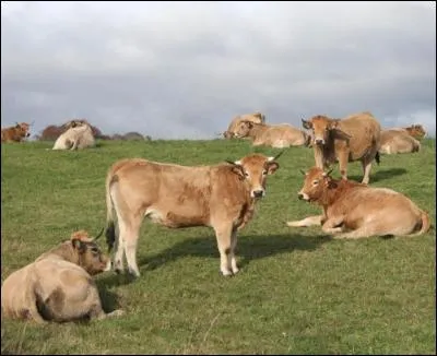 Quel nom est donné en Aubrac, au vacher, au chef de buron ?