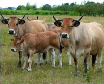 Cette race à petit effectf, occupait un terroir de marais desséchés, entre la baie de Bourgneuf (Charente-Maritime) et l'embouchure de la Gironde...