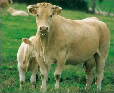 Race bouchère d'excellence, la blonde d'Aquitaine est l'une des dernières races crées par croisement en 1962 à partir de la Blonde des Pyrénées, de la Blonde du Quercy et de...