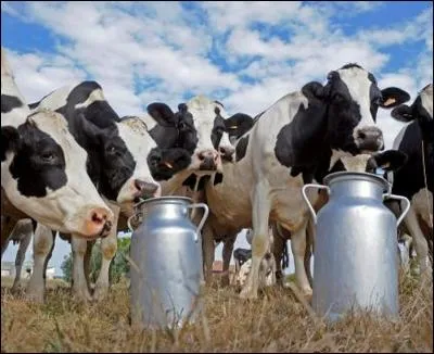 Un peu de gastronomie pour terminer. Lequel de ces fromages au lait de vache, est un fromage au lait cru, à pâte molle et croûte fleurie ?
