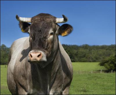 Cette vache de race bazadaise sera l'égérie du prochain Salon de l'agriculture qui ouvre le 27 février prochain. Elle répond au joli nom de...