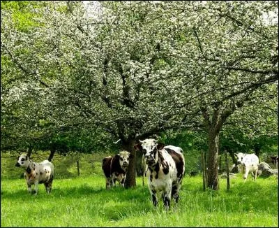 De quelles couleurs étaient les vaches dans la chanson " Made in Normandie " interprétée par le duo Stone et Charden ?