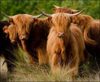 La Highland est une race bovine originaire des montagnes d'Ecosse. La France en a importé une trentaine pour entretenir les zones humides du marais Vernier. Où est situé le marais Vernier ?