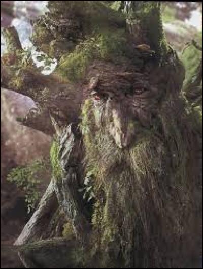 Comment s'appellent les arbres de la forêt de Fangorn ?