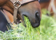 Quiz Alimentation du cheval