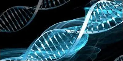 Que trouve-t-on dans l'enveloppe nucléaire ?