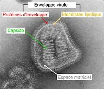 Tous les virus sont-ils tous entourés d'une enveloppe virale ?