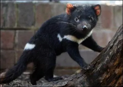 Quel est le nom de l'animal sur la photo ?