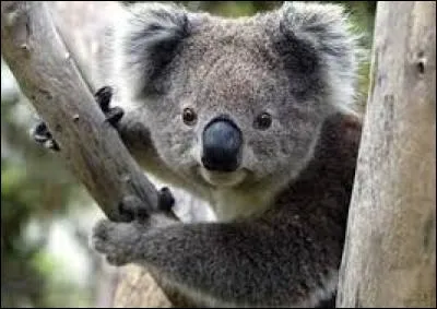 Le Koala est un animal qui vit uniquement en Australie, il se nourrit de...