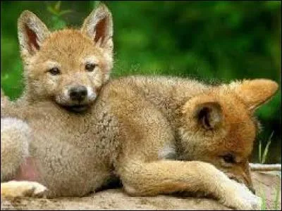 Combien de louveteaux peut mettre bas une jeune louve ?