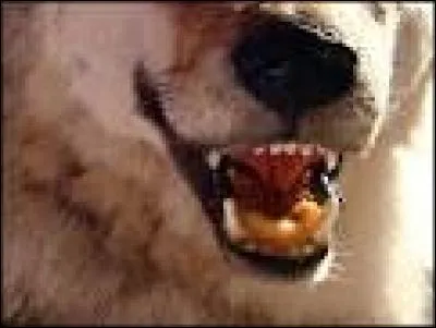 Quelle est la vraie expression ?