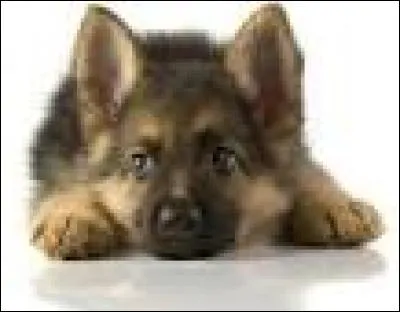 Qui chante "No Me Mirès Màs" ?