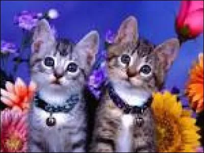 Complétez . "Barman" de Soprano " Comme tous les matins avant d'aller ...".