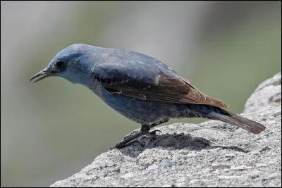 Quel est cet autre turdid&eacute; des milieux rocheux ?