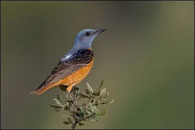 Quel est ce monticole qui vit souvent &agrave; plus haute altitude que son cousin de la question pr&eacute;c&eacute;dente ?