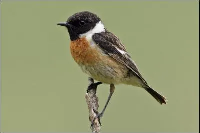 Quel est le tarier le plus commun de France ?