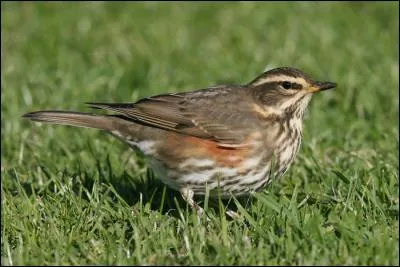Quelle est cette grive aux flancs roux et aux larges sourcils ?