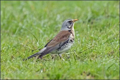 Quelle est cette grande grive qui est pr&eacute;sente toute l'ann&eacute;e en France, mais hiverne en plus grand nombre ?