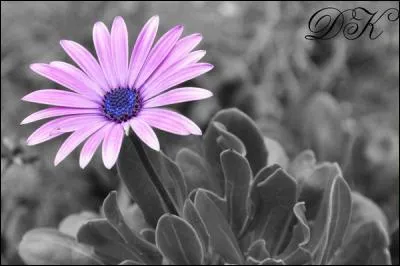 Quelle fleur ne fait partie de la famille des asteracées ?