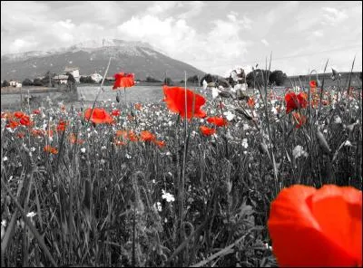 La pavot de l'Himalaya fait aussi partie des papavéracées. De quelle couleur est-il ?