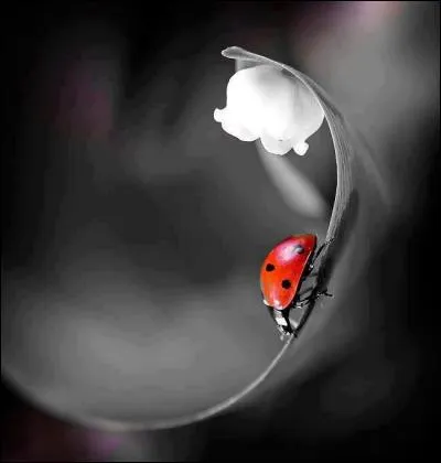 Combien la coccinelle la plus connue appelée "Coccinella septempunctata" a-t-elle de points noirs ?