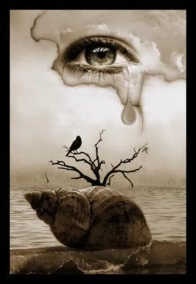 Quel coquillage est représenté sur l'image ?