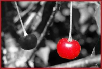 Laquelle n'est pas une variété de cerises ?