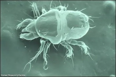 Comment traduiriez-vous l'expression "être mauvais / méchant comme la gale" ?