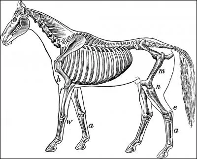Comment s'appelle l'os m ?