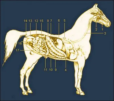 À quoi correspond l'élément 6 ?