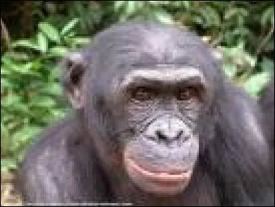 De quelle race est ce singe ?