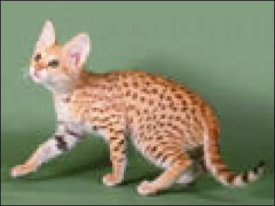 De quelle race est ce chat ?