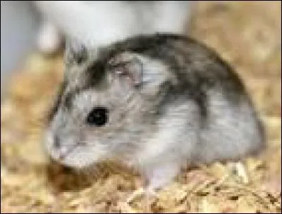 Jusqu'à quel âge (en général) peut vivre un hamster ?